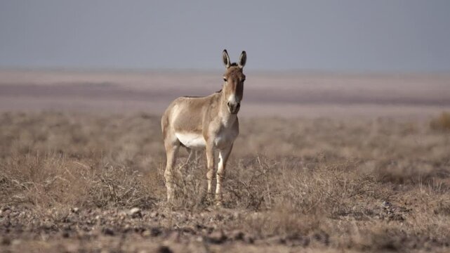 A group of Persian onagers grazing calmly in the dry desert plains of Iran. This rare wildlife footage captures the beauty and resilience of these endangered wild asses, highlighting Iran&rsquo;s nature