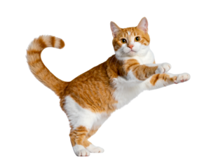 Cat stretching, transparent background.