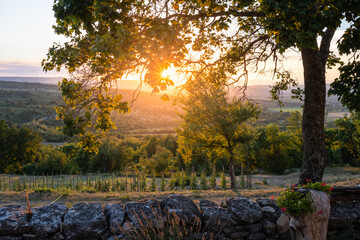 The golden sun sets softly behind rolling hills adorned with vibrant grapevines, casting a warm...