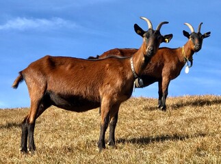 Zwei neugierige freundliche braune Ziegen in die Kamera blickend auf der Alp in den Schweizer Bergen