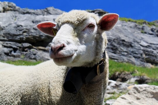 Nahaufnahme eines typischen Schweizer Schafs auf der Alp, auf die Seite blickend mit felsigen Gestein und blauem Himmel in den Schweizer Alpen am Oeschinensee	