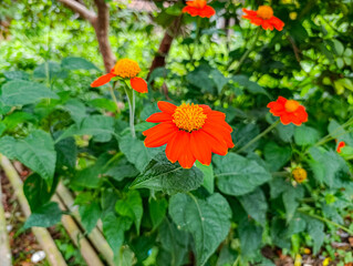 Blooming Orange Flowers in Garden Setting with Green Foliage