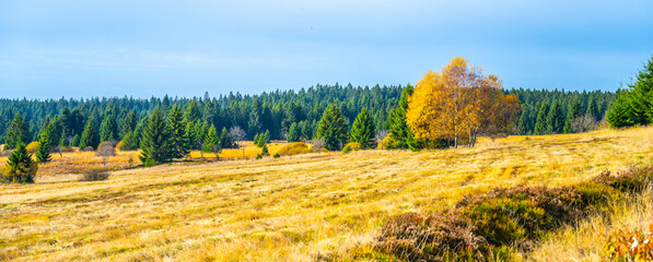 Golden trees stand out against lush green forests in an expansive autumn landscape. The bright...