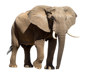 Obraz premium Elephant standing with trunk up, PNG.