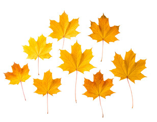 Obraz premium Golden Autumn Maple Leaves Cluster with Shadow on White Background – Design Mockup Element