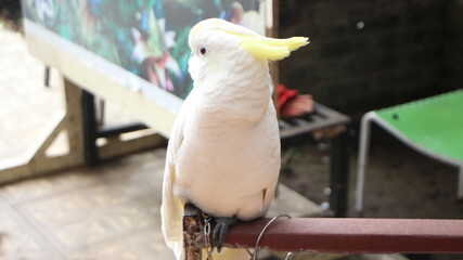 yellow and white parrot