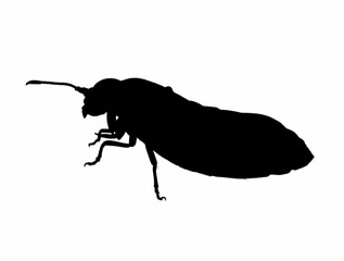 Black beetle silhouette, bug silhouette 