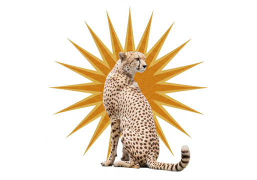 A cheetah sits gracefully against a golden sunburst, isolated on transparent background, showcasing its spotted coat