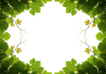 A frame of green grape leaves and vines creates a natural border, isolated on transparent background