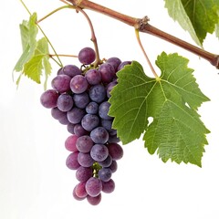 Fototapeta premium bunch of red grapes