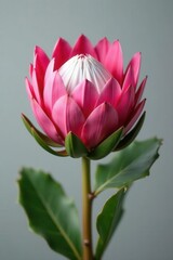 Single pink king protea, exquisite detail, soft grey backdrop, pink, macro, isolated