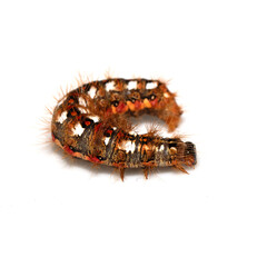 Close up of a tussock caterpillar from a moth butterfly on a white background