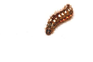 Close up of a tussock caterpillar from a moth butterfly on a white background
