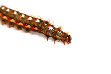 Close up of a tussock caterpillar from a moth butterfly on a white background