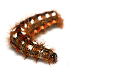 Close up of a tussock caterpillar from a moth butterfly on a white background