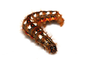 Close up of a tussock caterpillar from a moth butterfly on a white background