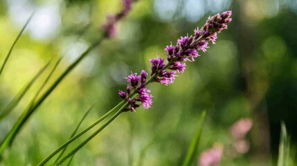 Close-up of a vibrant purple flower stalk
