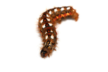 Close up of a tussock caterpillar from a moth butterfly on a white background