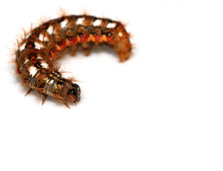 Close up of a tussock caterpillar from a moth butterfly on a white background