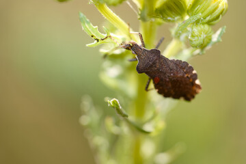 Close up view of a dark insect on a green plant during daylight in a natural setting