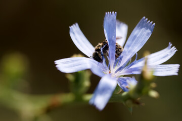 Macro shot of a bee collecting nectar from a delicate blue flower during a sunny afternoon in a...