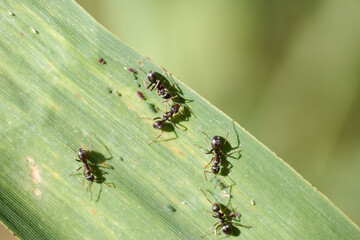 Close up view of ants working on a green leaf during a sunny day in a natural environment