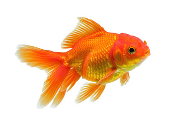 Fototapeta premium A vibrant orange goldfish swims gracefully, isolated on transparent background, showcasing its golden scales and delicate fins