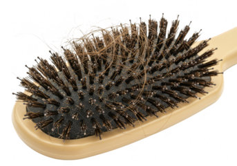A hairbrush with tangled strands of lost hair, isolated on transparent background, highlighting a common grooming issue