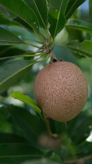 Sapodilla fruit on tree in orchard