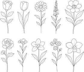 Elegant Floral Line Art Outline Drawings of Flowers and Plants