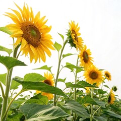 sunflower on a white background