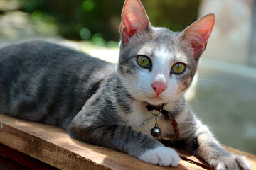 Laying Cat with Gray Stripes and Bell Collar in Sunlight