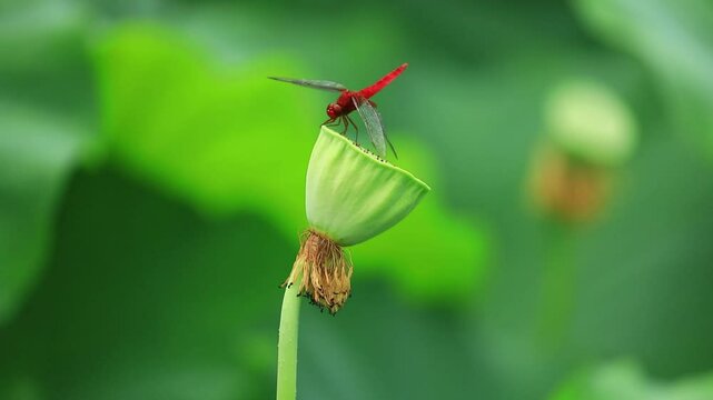 トンボとハスの花」の写真素材 | 1,068件の無料イラスト画像 | Adobe Stock