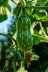 A vibrant green zucchini is growing on its plant, surrounded by large leaves and coiling tendrils,...