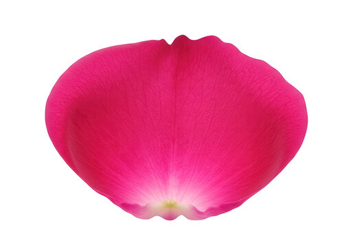 A single pink rose petal, a vibrant and delicate floral bloom isolated on transparent background