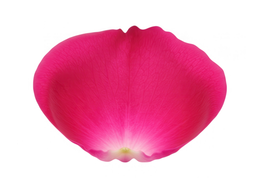 A single pink rose petal, a vibrant and delicate floral bloom isolated on transparent background