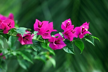 Vibrant Bougainvillea Blooms on a Lush Branch