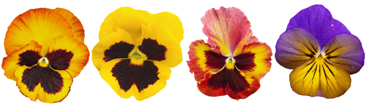 Yellow and red pansies flower isolated on transparent background