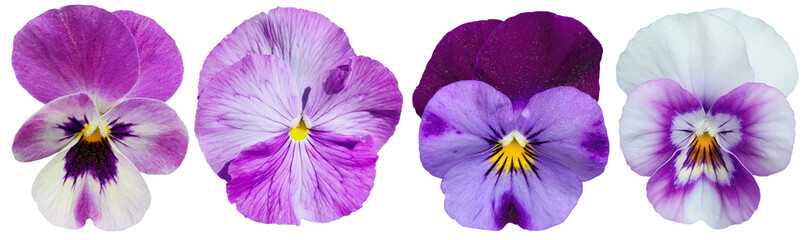 collection of purple pansies flowers isolated on transparent background, png. Viola tricolor garden plant for spring landscaping and floral arrangement.