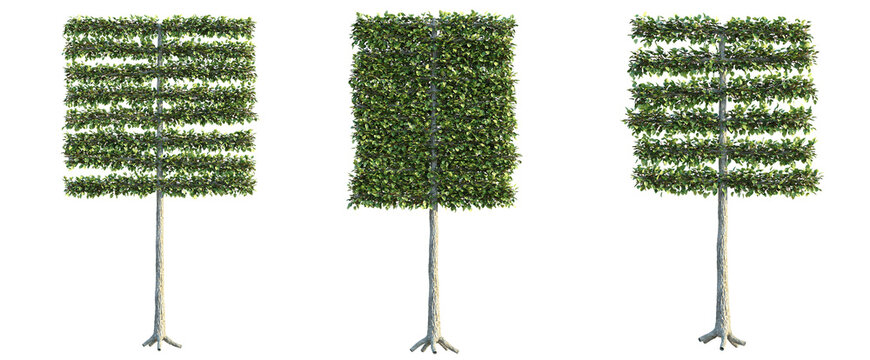 Tilia x europaea Pallida Tree 4k png cutout transparent background