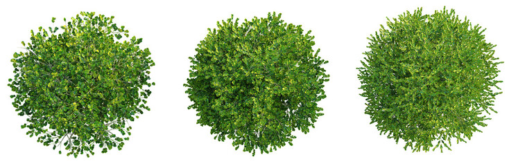Obraz premium Buxus microphylla Tree plan top view png cutout isolate transparent background