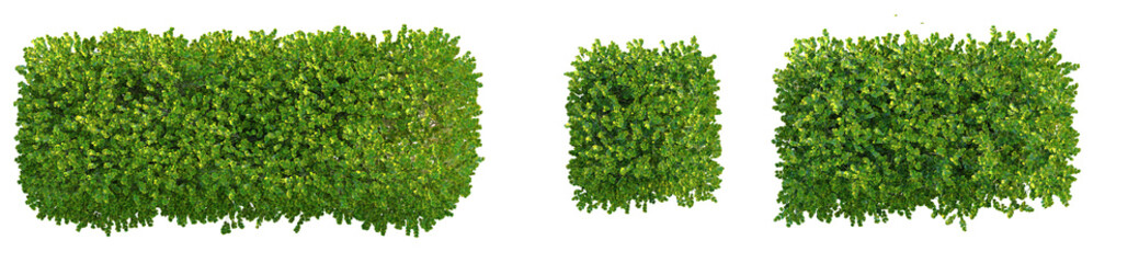 Obraz premium Buxus microphylla Tree plan top view png cutout isolate transparent background