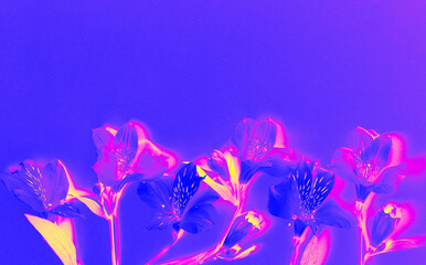 Alstroemeria flowers in neon pink and blue tones, digitally enhanced with surreal lighting. Psychedelic floral art. copy space