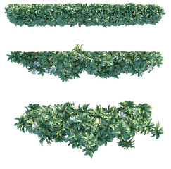 Naklejka premium Magnolia Grandiflora Tree plan top view png cutout isolate transparent background