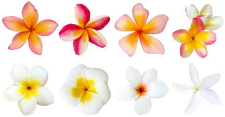 Collection of frangipani flowers isolated on transparent background, for floral and tropical design
