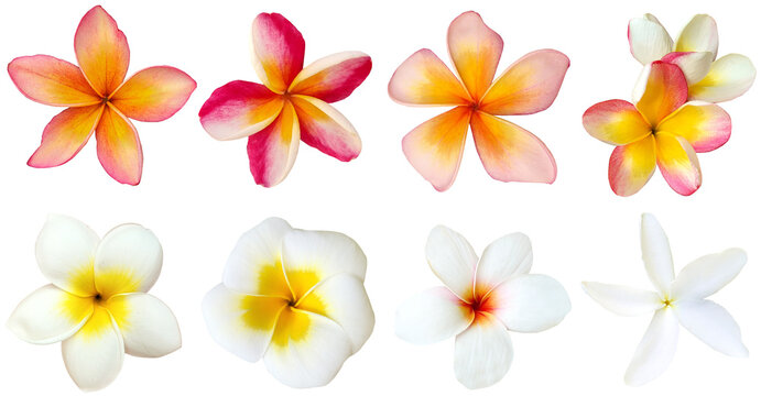 Collection of frangipani flowers isolated on transparent background, for floral and tropical design
