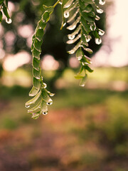 Water drops on small green leaves after rain and sunset light