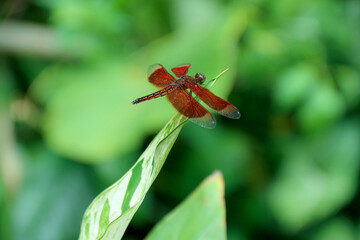 Red Dragonfly Resting on Green Leaf in Natural Setting