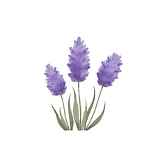 Obraz premium violet flowers on white background