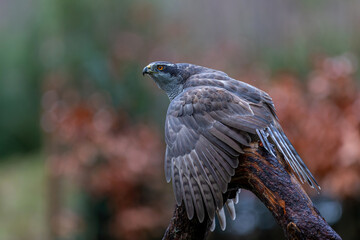 Northern goshawk (accipiter gentilis)searching for food in the forest of Noord Brabant in the Netherlands